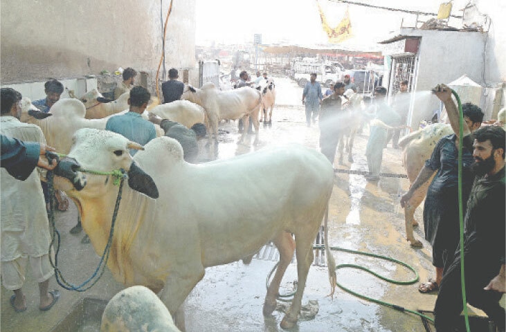 Cows and bulls are being bathed at a car service station in front of the cattle market. &mdash; Photos by Mohammad Asim