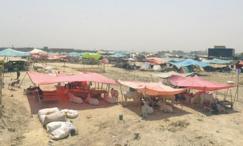 View of the cattle market set up at Bhatta Chowk in Dhoke Gujran.