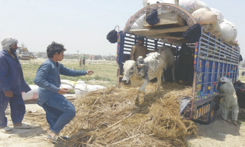 A bull is being offloaded from a truck that had arrived from Sahiwal.