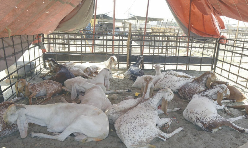 Goats are kept in an exclusive enclosure in the market.