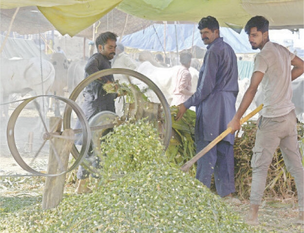 Stallholders chop fodder for sacrificial animals.