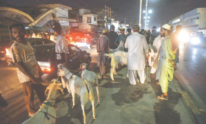 Traders sell sacrificial animals by the roadside in Federal B Area near Cafe Piyala, causing disturbance in traffic flow and problems for residents.&mdash;Fahim Siddiqi / White Star