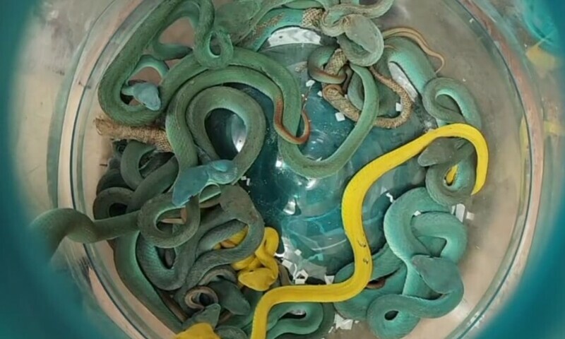 Blue and yellow pit vipers squirming in a bucket. &mdash; Photo via Mumbai Customs III, posted on X.