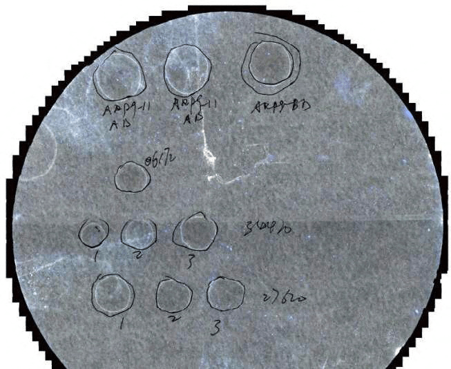 Samples of a pathogen identified by the US Department of Justice as Fusarium graminearum, a fungus it said was classified in scientific literature as a potential agroterrorism weapon, are seen in a criminal complaint by the FBI against Chinese researcher Zunyong Liu and his girlfriend Yunqing Jian dated June 2, 2025. &mdash; US District Court for the Eastern District of Michigan/Handout via Reuters