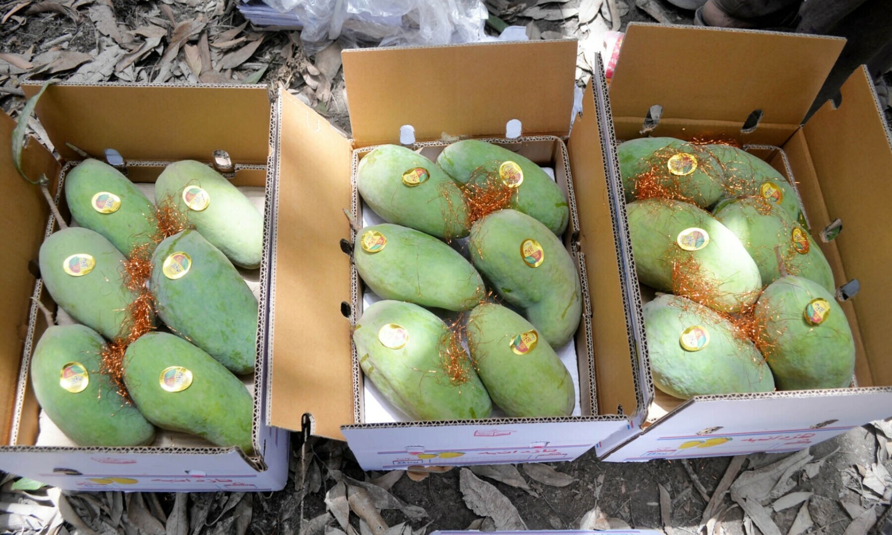Export quality mangoes kept in cartons.