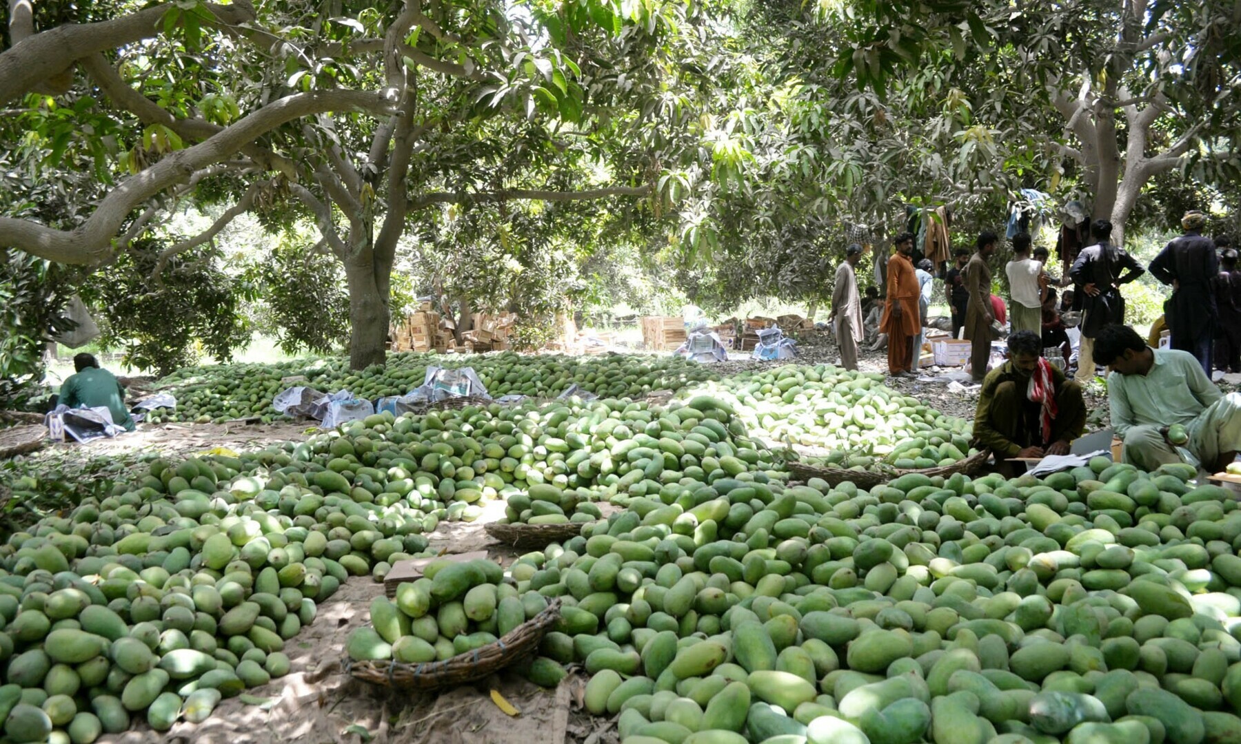 Mound of sindhri mangoes collected in the orchard before packing.