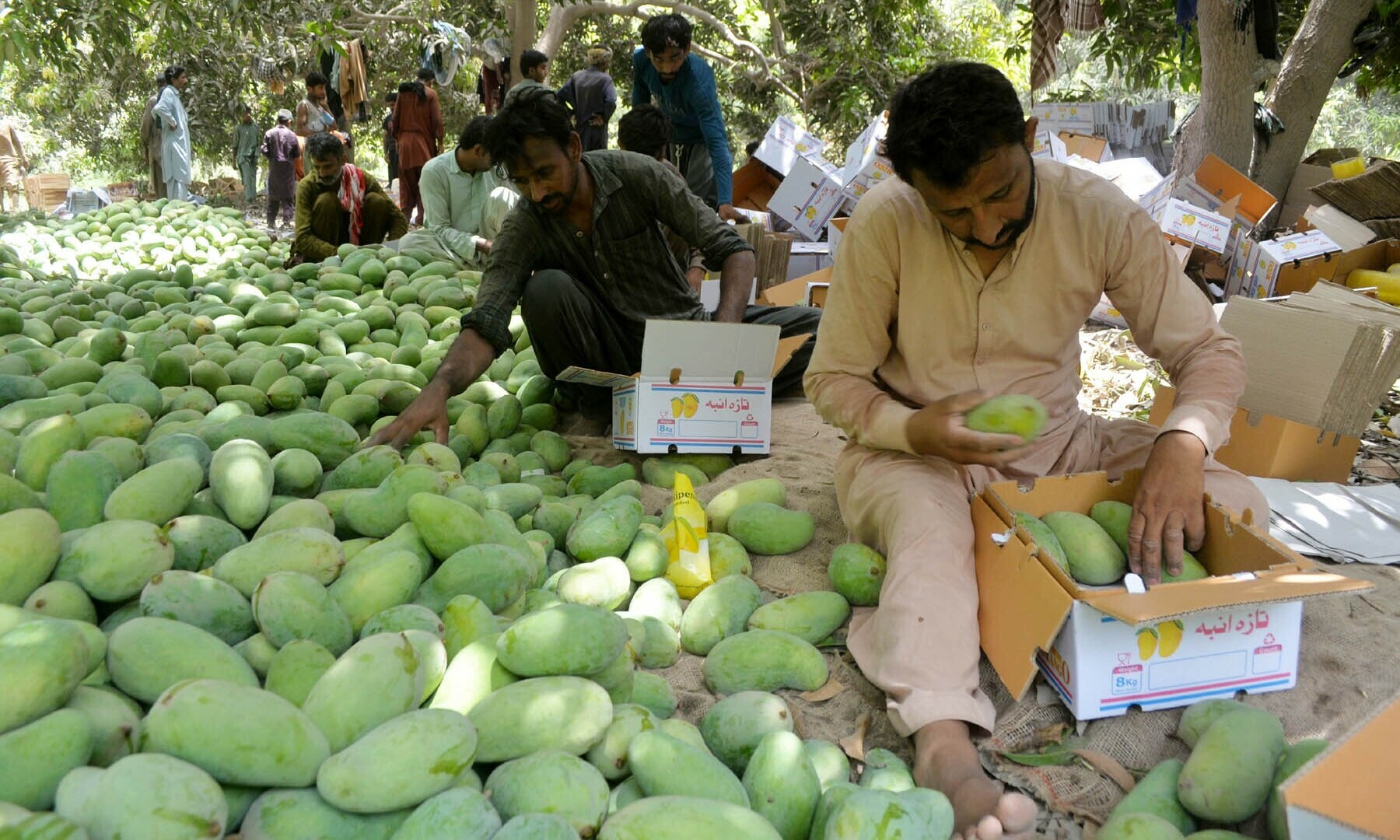 Workers filling cartons large size export quality sindhri mangoes.