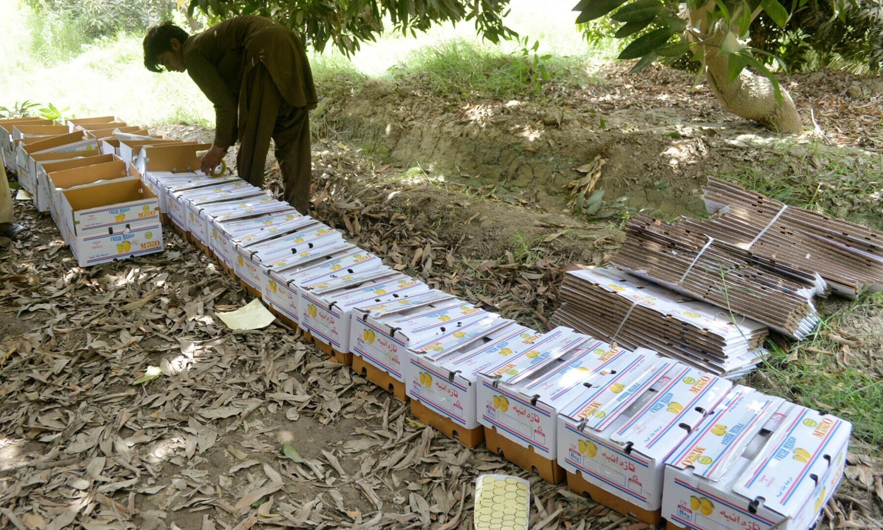 A worker arranges empty cartons before packing of fruit.