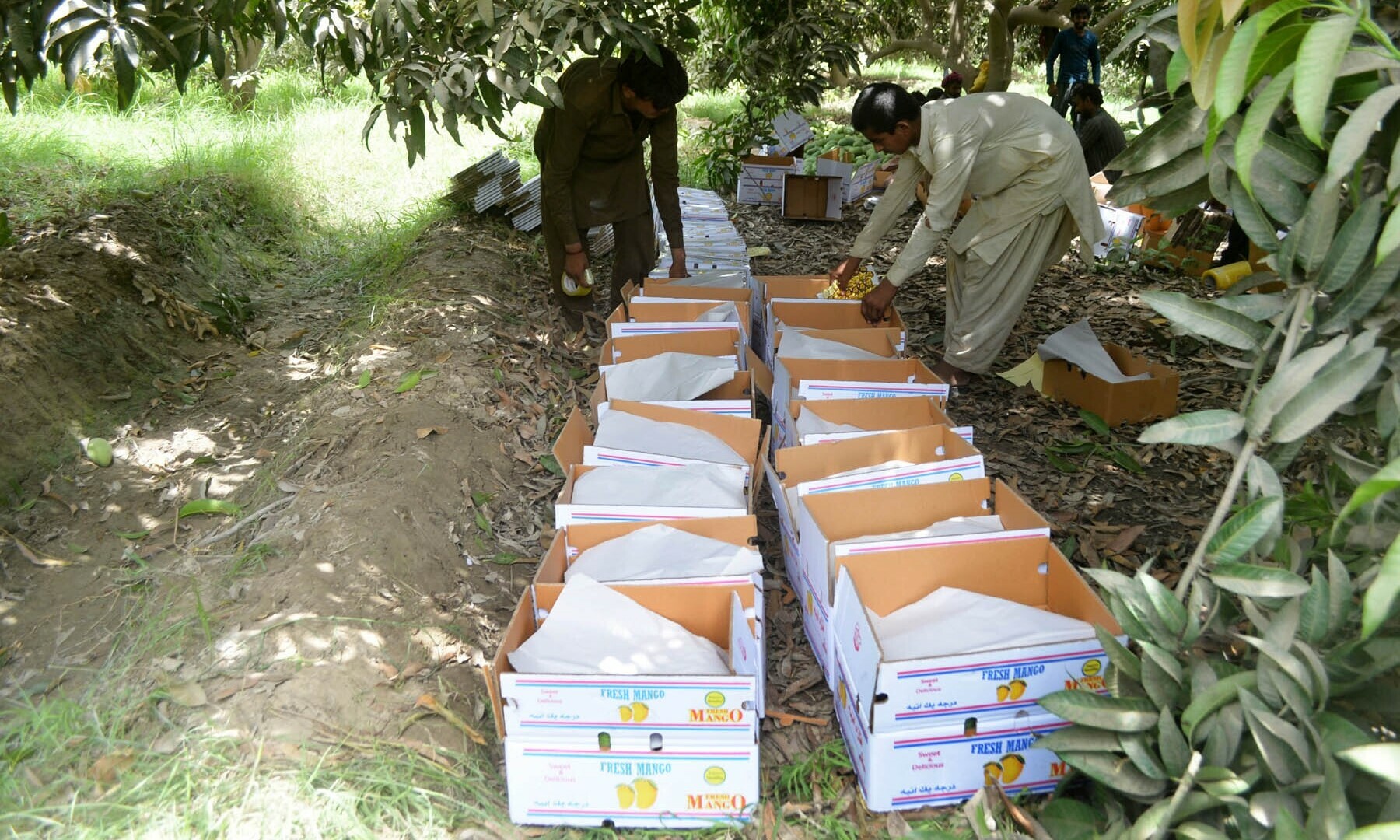 Workers are busy filling cartons with harvested export quality mangoes.