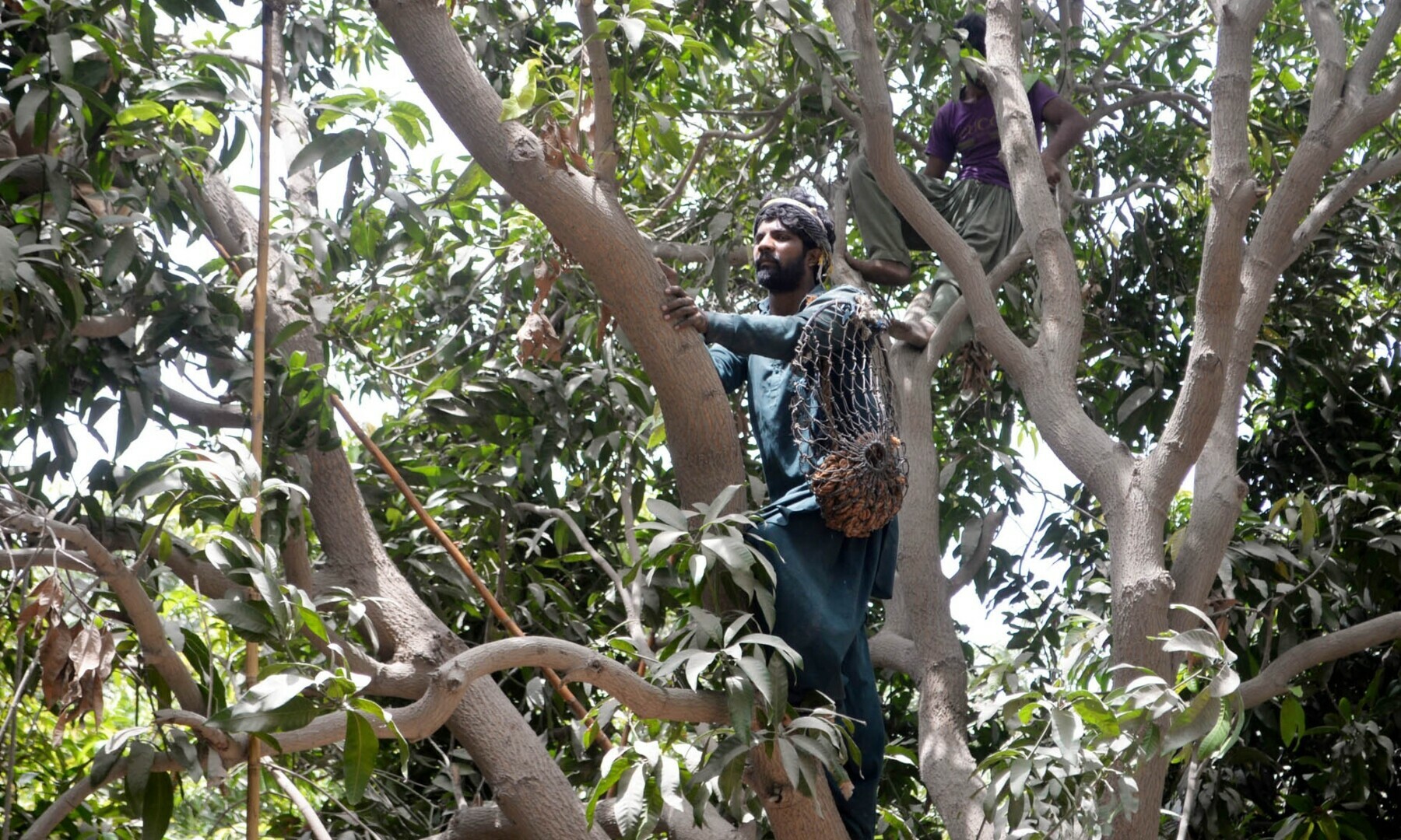 A couple of workers busy plucking mangoes.
