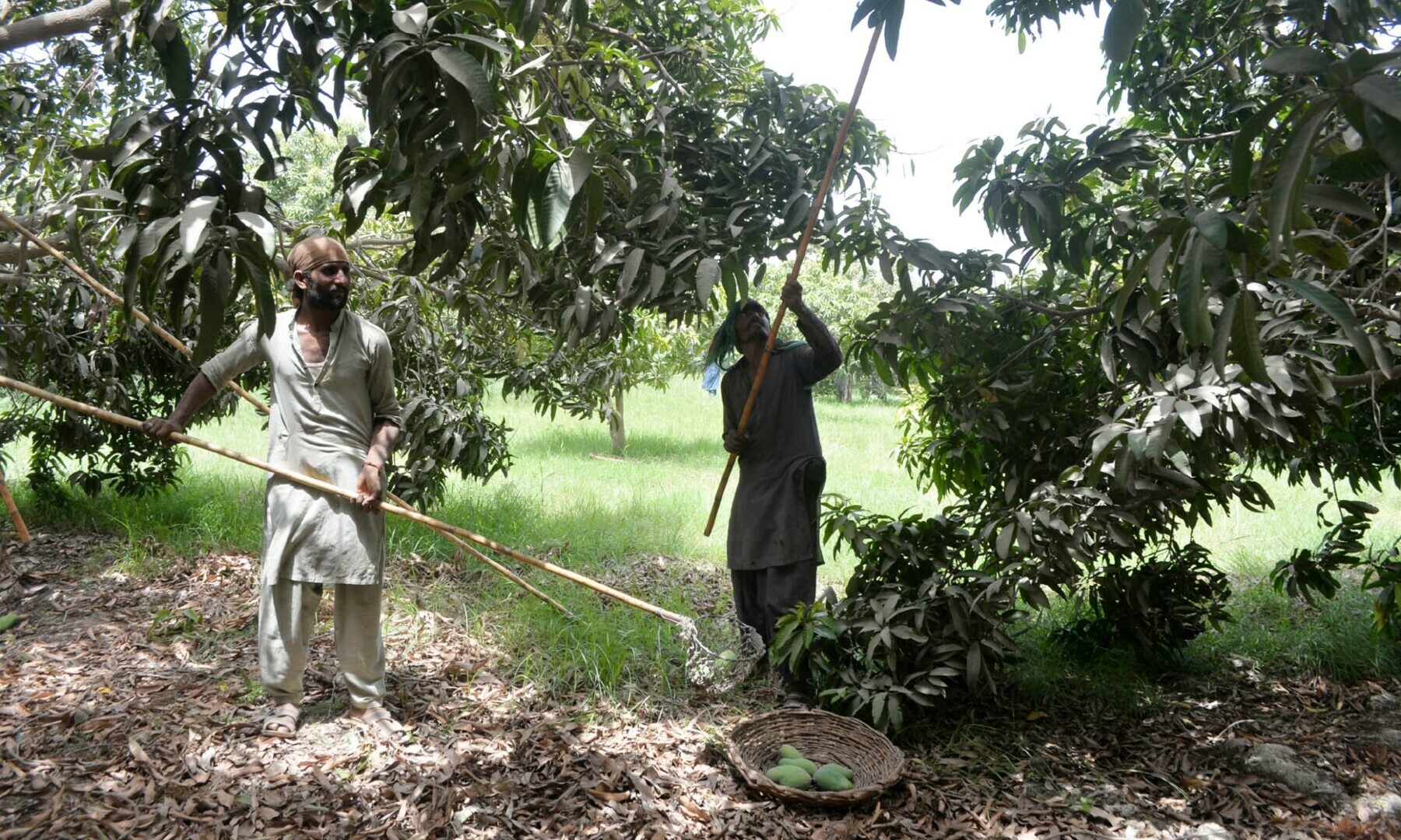 Two workers picking mangoes from the a tree.