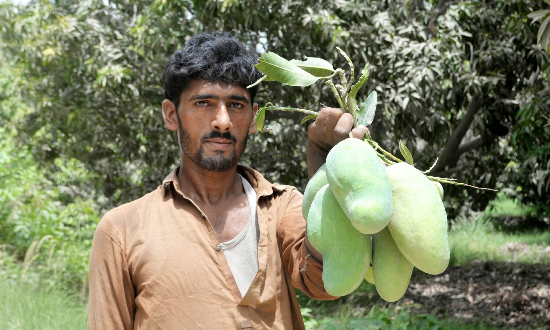 A contractual worker carries a bunch of unripe sindhri mangoes.