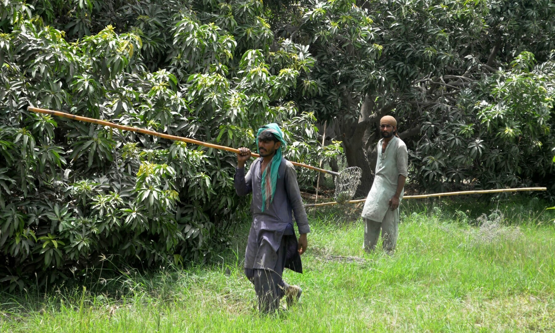 Two workers moving from one part of the orchard to other for picking of fruit.