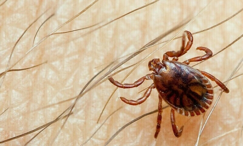 — فائل فوٹو: ڈبلیو ایچ او — فائل فوٹو: ڈبلیو ایچ او