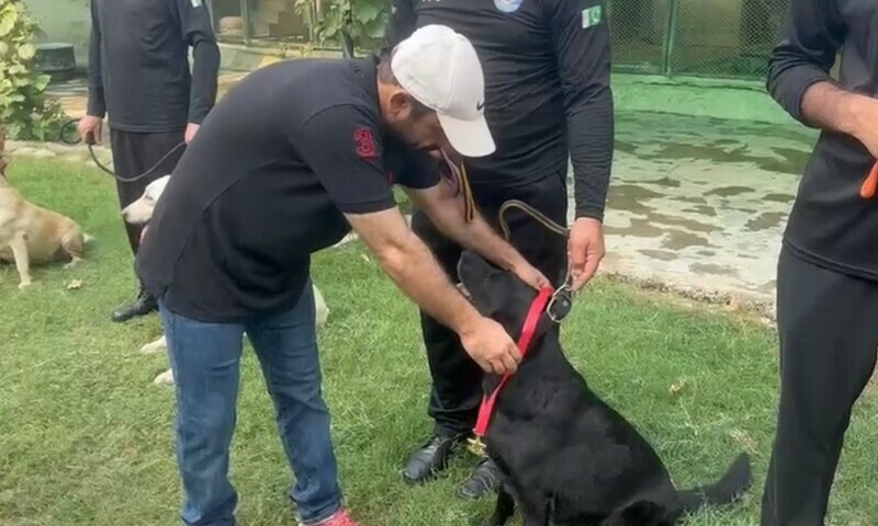 K9 service dog Deep is awarded an honorary medal at the  retirement ceremony, Peshawar. — Photo by the author
