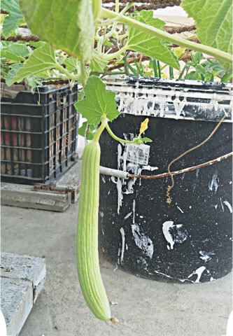  The vine can spread horizontally while being grown in buckets and crates | Photos by the writer 