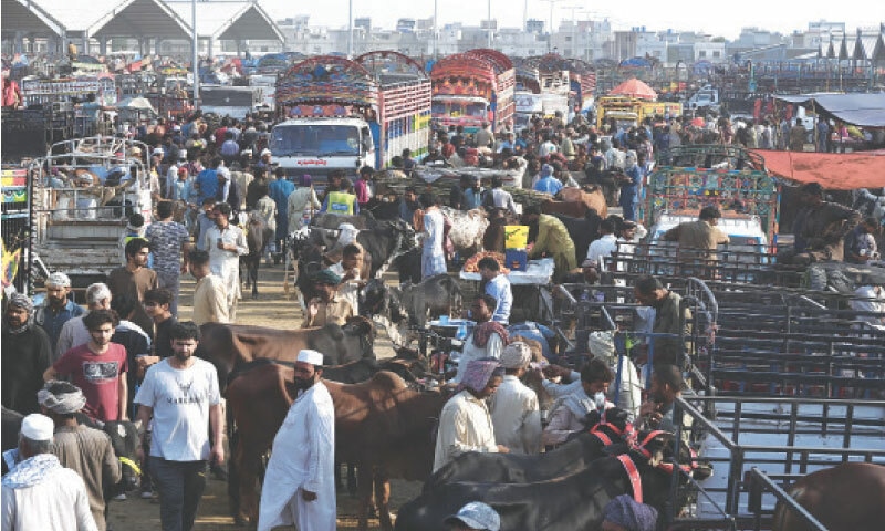 A considerable turnout of buyers at Shahpur Kanjran market. &mdash; White Star / M. Arif