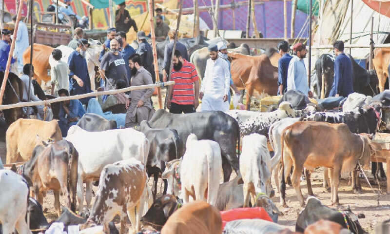 People look for suitable sacrificial animals at a market in Islamabad. &mdash; Online
