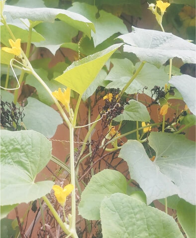 Potassium-based fertilisers should be added during the flowering phase