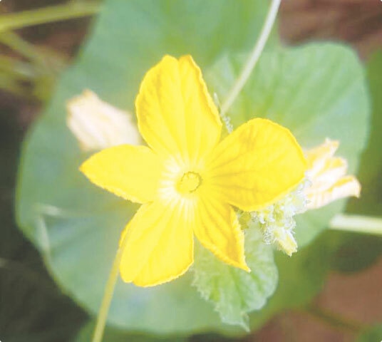 Male flowers of the Armenian cucumber bloom and wither away comparatively faster than female flowers | Photos by the writer