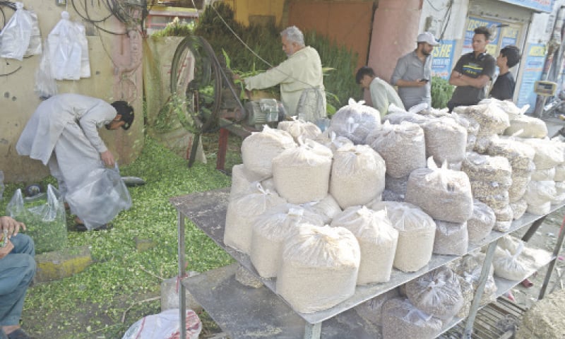 Workers prepare fodder for sacrificial animals at their setup at Asghar Mall Road in Rawalpindi on Thursday. — Photo by Mohammad Asim