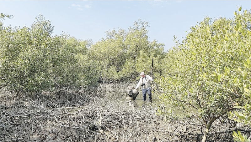 Tariq Alexander Qaiser in the middle of a mangroves forest
