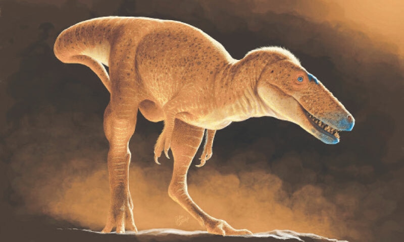 AN artist’s illustration made available by the University of Calgary shows the newly discovered dinosaur species Khankhuuluu mongoliensis, an ancestor of Tyrannosaurus Rex.—AFP