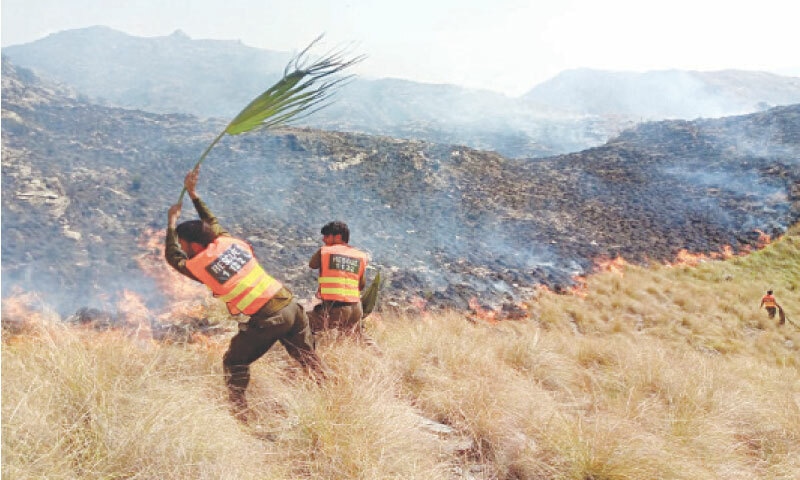 Rescue 1122 personnel use tree branches to extinguish fire on the hills in Mohmand on Thursday. — Photo by Fauzee Khan Mohmand