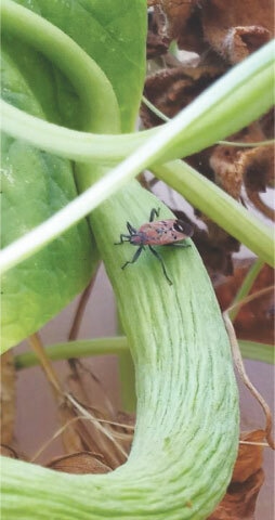Unwanted critters can target the Armenian cucumber vine
