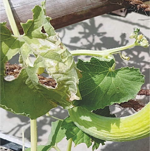 Apart from leaf miners, the leaf can also fell prey to birds | Photos by the writer