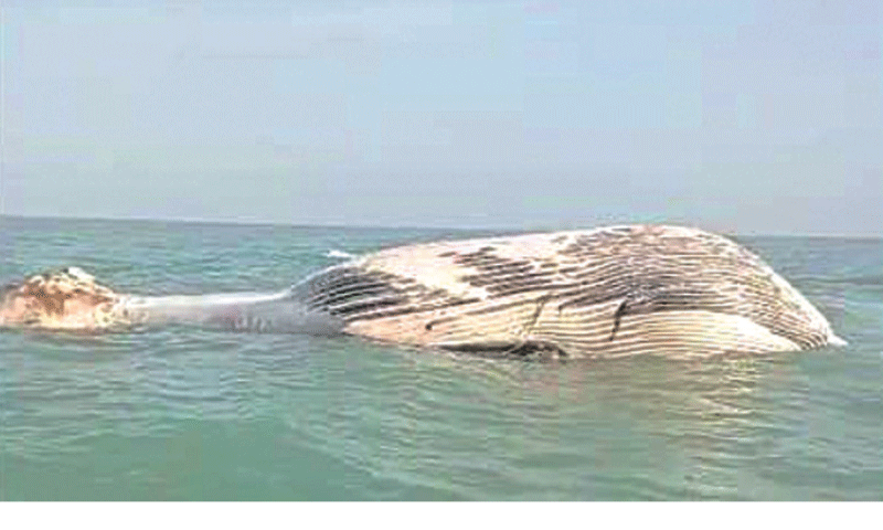 The dead blue whale.—Facebook / WWF-Pakistan