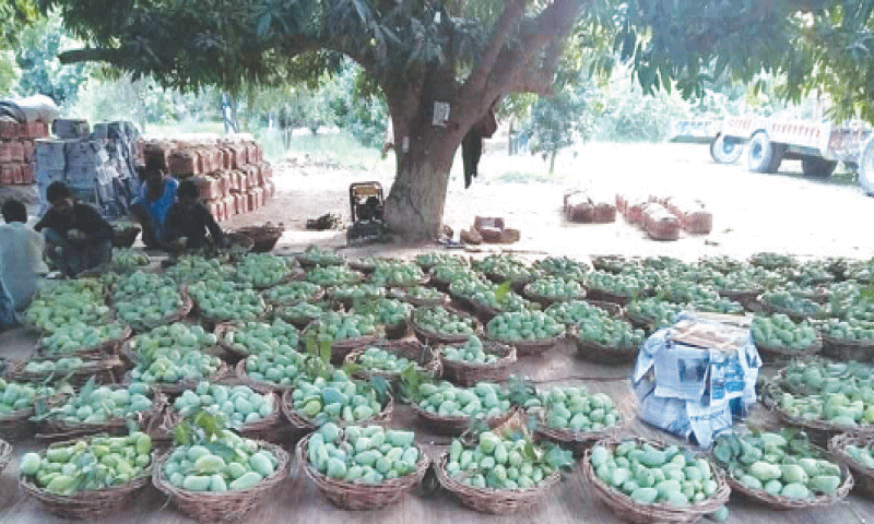 Mango packing in progress at an orchard of Yousufabad along the National Highway. — Dawn