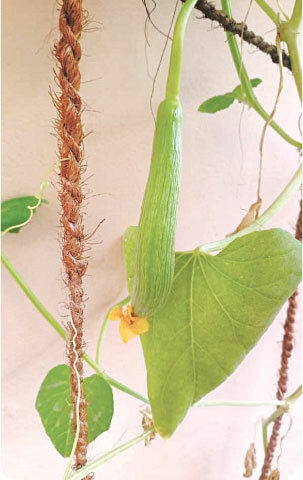 When grown vertically, the Armenian cucumber fruit hangs from the vine and keeps its shape | Photos by the writer