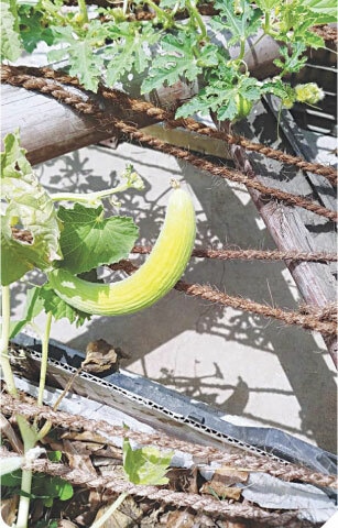 The kakrri fruit is supported with jute ropes and bamboo trellis to stop it from touching the ground