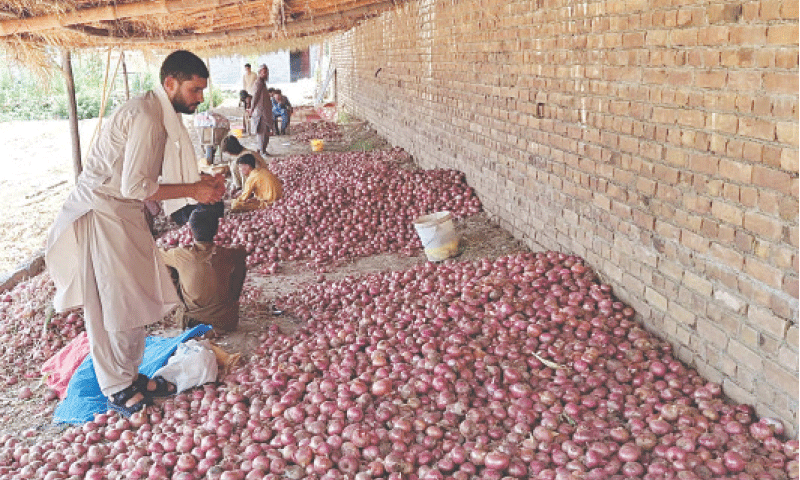 Farmers piling up onions under a shade in Jamrud, Khyber tribal district. &mdash; Dawn