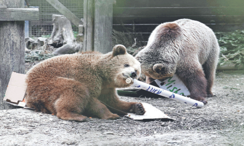 DEVON: Two bears snapped in their enclosure at a zoo in south-western England.—AFP DEVON: Two bears snapped in their enclosure at a zoo in south-western England.—AFP