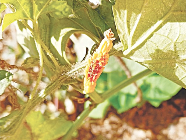 Curled eaves of the lipstick plants | Photos courtesy the writer