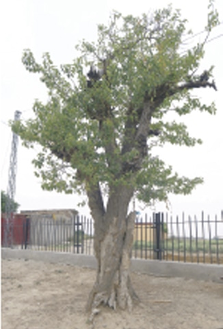 An Old tree on the premises of the stupa.