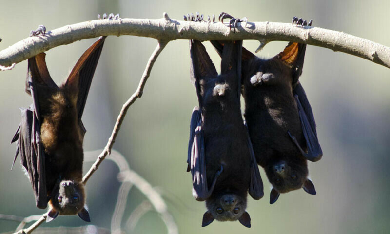 &mdash;فوٹو: اے ایف پی