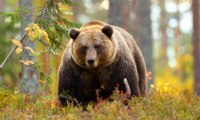 &mdash; فائل فوٹو: کینوا