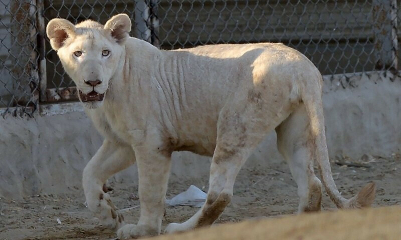 فائل فوٹو: اےایف پی