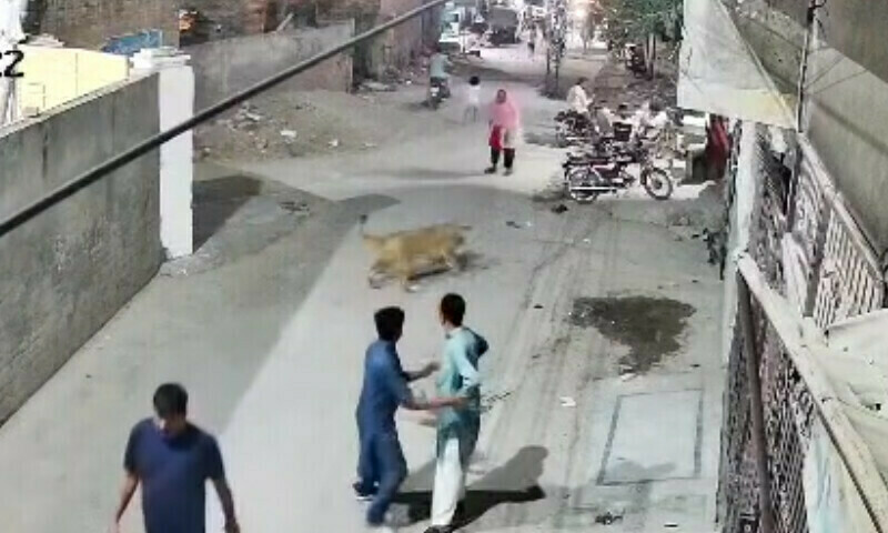 A screenshot shows an escaped lion in a street in Lahore on July 3. — DawnNews TV