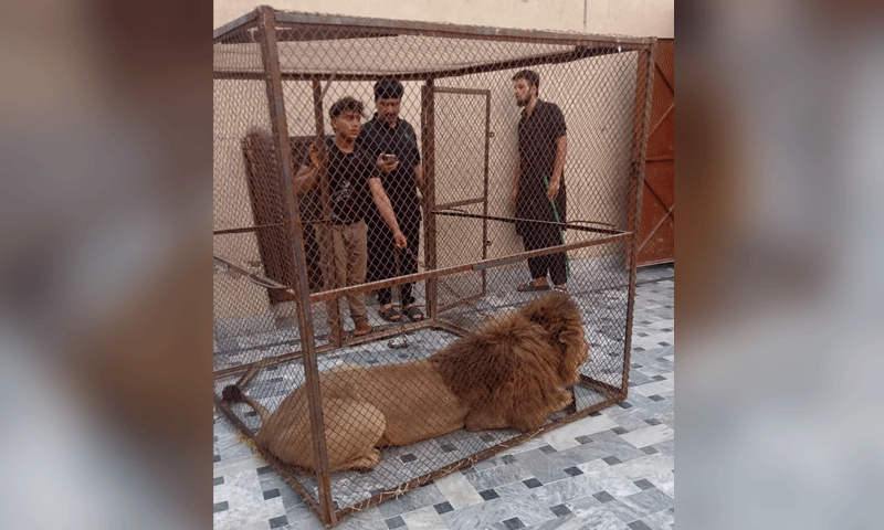 Caretakers of a pet lion stand around the cage after it was confiscated during a raid by the Punjab Wildlife Department in Lahore on July 4. — Reuters