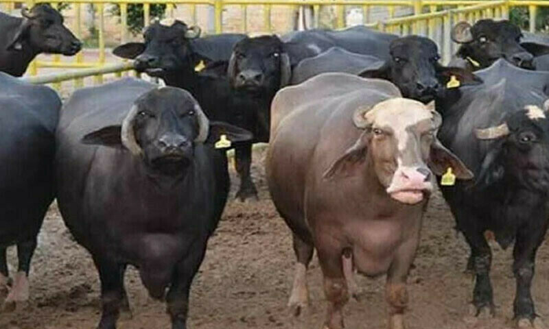 پولیس ڈاکوؤں کی تلاش کا عمل جاری رکھے ہوئے ہے — فائل فوٹو: ڈان نیوز پولیس ڈاکوؤں کی تلاش کا عمل جاری رکھے ہوئے ہے — فائل فوٹو: ڈان نیوز