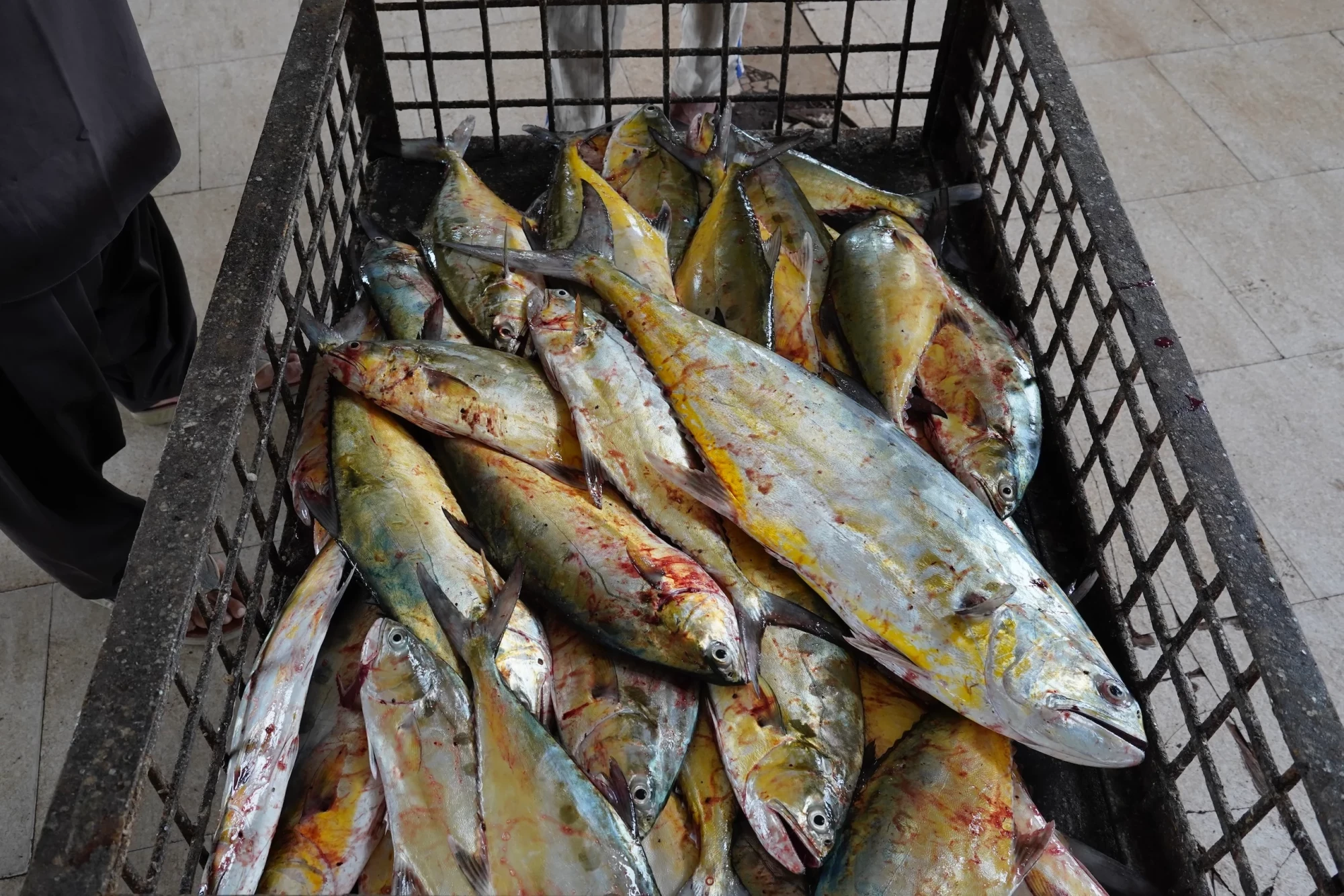 Freshly caught leatherjacket fish at Gwadar port, where, amidst an absence of buyers, fishers are struggling to preserve their catch as cold storage options remain limited (Image: Abdul Rahim)