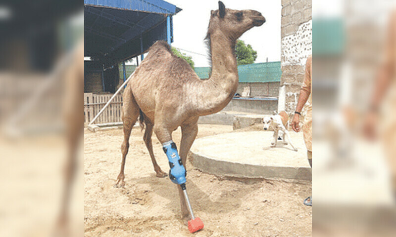 — فوٹو: ایکس، شازیہ مری — فوٹو: ایکس، شازیہ مری