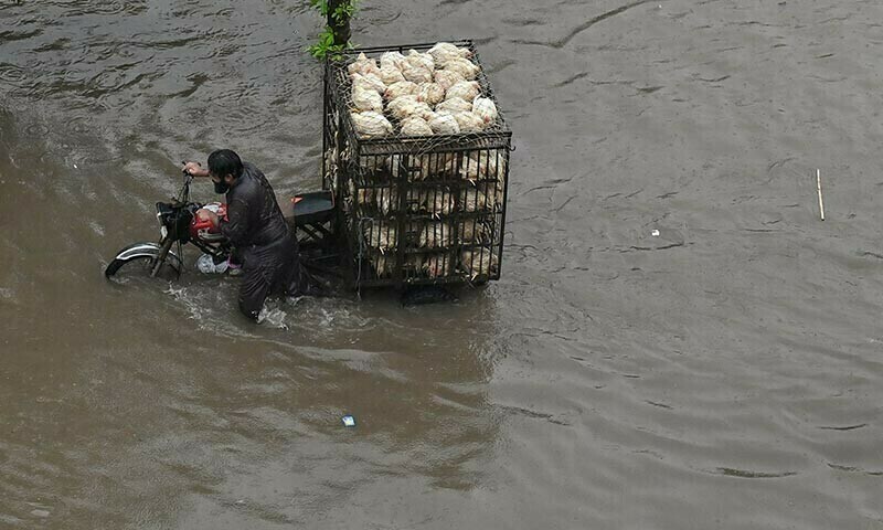 A worker transports poultry through floodwaters after heavy monsoon rains in Lahore on July 10, 2025. — AFP