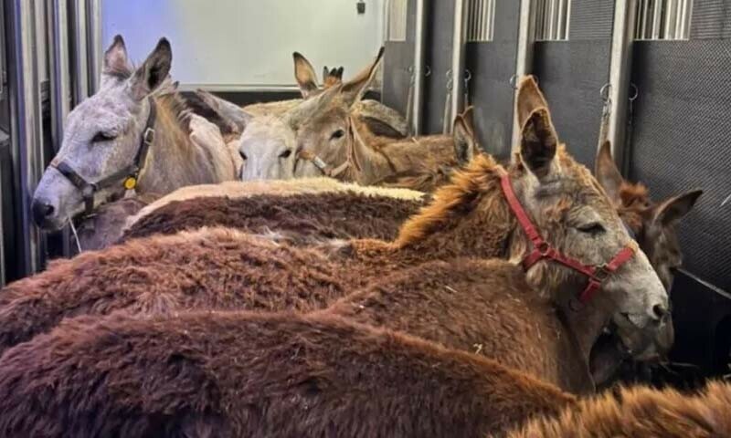 ہر گدھے کو ’جہنم سے فرار‘ کی کہانی دی گئی، مگر فلسطینی پس منظر یا مالکان کا ذکر نہیں کیا گیا۔
—فوٹو: اخبار الیمن /فیس بک ہر گدھے کو ’جہنم سے فرار‘ کی کہانی دی گئی، مگر فلسطینی پس منظر یا مالکان کا ذکر نہیں کیا گیا۔
—فوٹو: اخبار الیمن /فیس بک