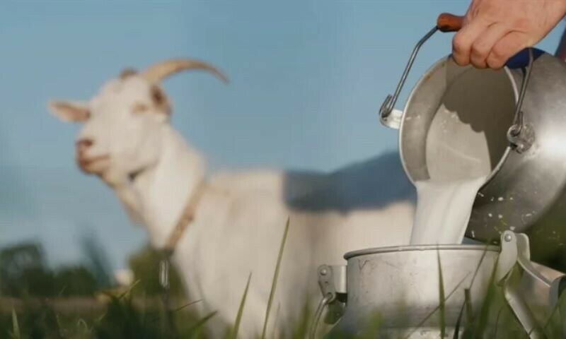 —شٹر اسٹاک —شٹر اسٹاک