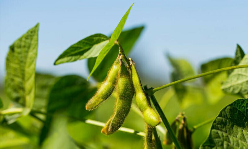 &mdash; فائل فوٹو: پلانٹورا گارڈن